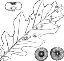 fungoso doenças vintage ilustração. vetor