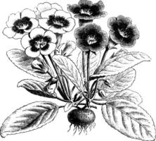 gloxinia diversiflora vintage ilustração. vetor