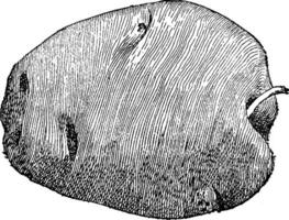 solanum tuberosum vintage ilustração. vetor