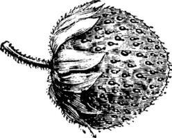 fruta do fragaria chilensis grandiflora vintage ilustração. vetor
