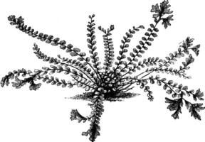 asplênio tricomanes cristatum vintage ilustração. vetor