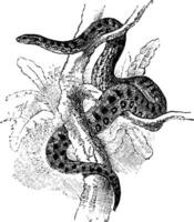 anaconda, vintage ilustração. vetor