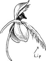 ilustração vintage de orquídea com franjas. vetor