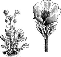 hábito e separado solteiro flor do geum montanum vintage ilustração. vetor