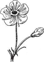 cereja, florescer, flor, nacional, Japão, pálido, Rosa vintage ilustração. vetor