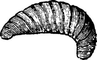 larva do a abelha vintage ilustração. vetor