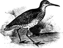 Redshank vintage ilustração. vetor