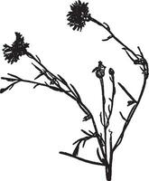 milho, flor, centáurea, cianoanual, plantar, asteraceae, Europa vintage ilustração. vetor