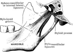 ligamento do a temporo maxilar articulação, vintage ilustração. vetor