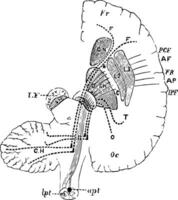 cérebro mostrando conexão do frontal occipital lobo com cerebelo, vintage ilustração vetor