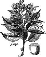 copal vintage ilustração. vetor