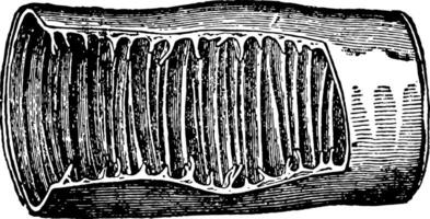 válvulas coniventes do a intestinos, vintage ilustração. vetor