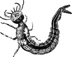 água besouro larva, vintage ilustração. vetor