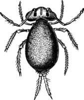 springtail, ilustração vintage. vetor