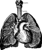 a coração e pulmões, vintage ilustração vetor