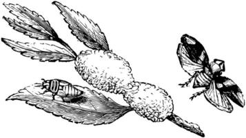 larva espumoso secreção e perfeito inseto do a rã funil, vintage ilustração. vetor