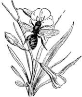 abelha polinizando uma flor, vintage ilustração. vetor
