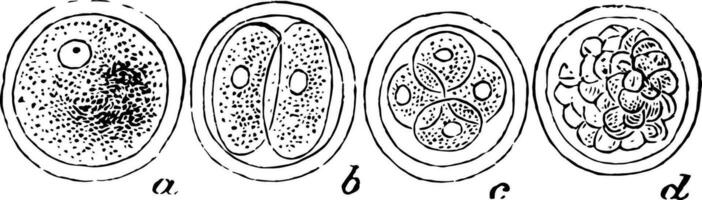 a humano óvulo passando por segmentação, vintage ilustração vetor