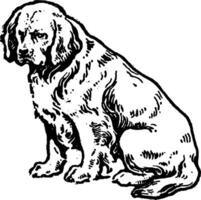 desajeitado spaniel, vintage ilustração. vetor