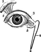 Visão do a lacrimal glândula e nasal duto, vintage ilustração. vetor