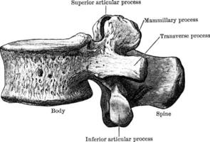 terceiro torácica vértebra visto a partir de lado, vintage ilustração. vetor