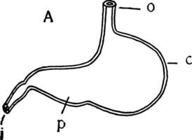 cachorro estômago, vintage ilustração vetor