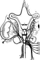 patim nervos, vintage ilustração vetor