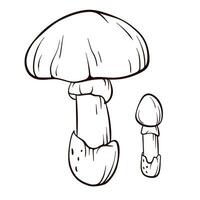 césares cogumelo dentro linha arte. comestível fungo ilustração. mão desenhado floresta plantar. vetor ilustração isolado em uma branco fundo.