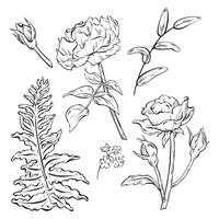 tinta. uma desenhado à mão conjunto do flores apresentando rosas com brotos e delicado folhas. floresta samambaia folha para ramalhete arranjos. flores silvestres e bosque ervas Como a decorativo folhagem. vetor eps 10