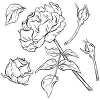 tinta. delicadamente trabalhada rosas, exibindo flores, flores, e folhagem. ideal para tatuagem projeto, convites, e cartões. celebrações, casamentos, e aniversários. vetor ilustração dentro eps 10