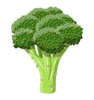 verde brócolis vegetal. brócolis isolado em branco fundo. vetor ilustração dentro plano estilo