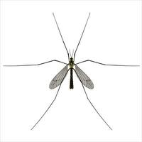 isolado imagem do uma ampla mosquito fechar-se em uma branco fundo vetor