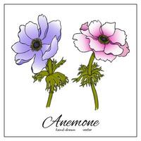 anêmona flor. colorida mão desenhado flores silvestres para Projeto cumprimento cartões, impressão, decoração. fofa Rosa e tolet flores vetor