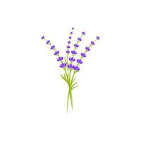 ilustração de ícone de vetor de flor de lavanda