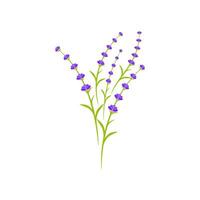 ilustração de ícone de vetor de flor de lavanda