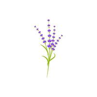 ilustração de ícone de vetor de flor de lavanda