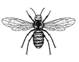 ilustração do uma vespa dentro uma vintage esboço estilo. mão desenhado vespa. emblema do uma abelha, vespa, praga, picada vetor