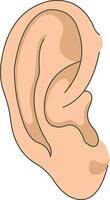 orelhas isolado vetor em branco fundo