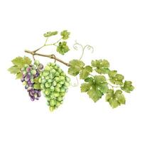 uma cachos do uvas com folhas. uva videira. isolado aguarela ilustrações para a Projeto do etiquetas do vinho, uva suco e cosméticos, Casamento cartões, papelaria, saudações, papel de parede, convites vetor