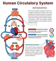 coração bombas vida através artérias, veias retornar, uma circulatório sinfonia garantindo vitalidade fluxo vetor