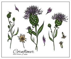 colorida centáurea definir. verão querida plantar. comum knapweed flor para projeto, chá rótulos, medicamento, botânica livros vetor