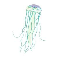 vetor desenho animado natação medusa. colorida transparente tropical marinho criaturas com tentáculo