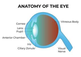 anatomia do a olho Ciência Projeto vetor ilustração
