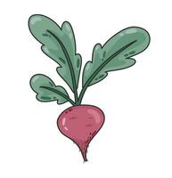 orgânico beterraba rabisco desenho animado estilo vegetal. vegano dieta mercearia produtos, natural saudável Comida conceito, cozinhando ingredientes mão desenhado vetor. vetor