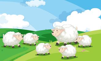 Um, grupo ovelha, em, campo vetor
