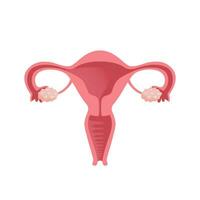 útero. mulheres saúde. fêmea reprodutivo sistema, ciclo. humano anatomia. diagrama do a localização do a órgãos do a útero, colo do útero, ovários, falópio tubos. vetor ilustração dentro plano estilo.