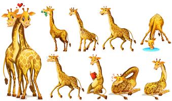 Posições diferentes de girafas