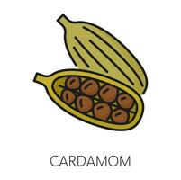 cardamomo vagens e sementes cor esboço ícone vetor