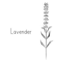 esboço do lavanda flor vetor ilustração dentro rabisco estilo. botânico ervas. rústico na moda plantar