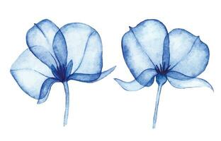 aguarela desenho, transparente flores conjunto do abstrato azul flores raio X vetor
